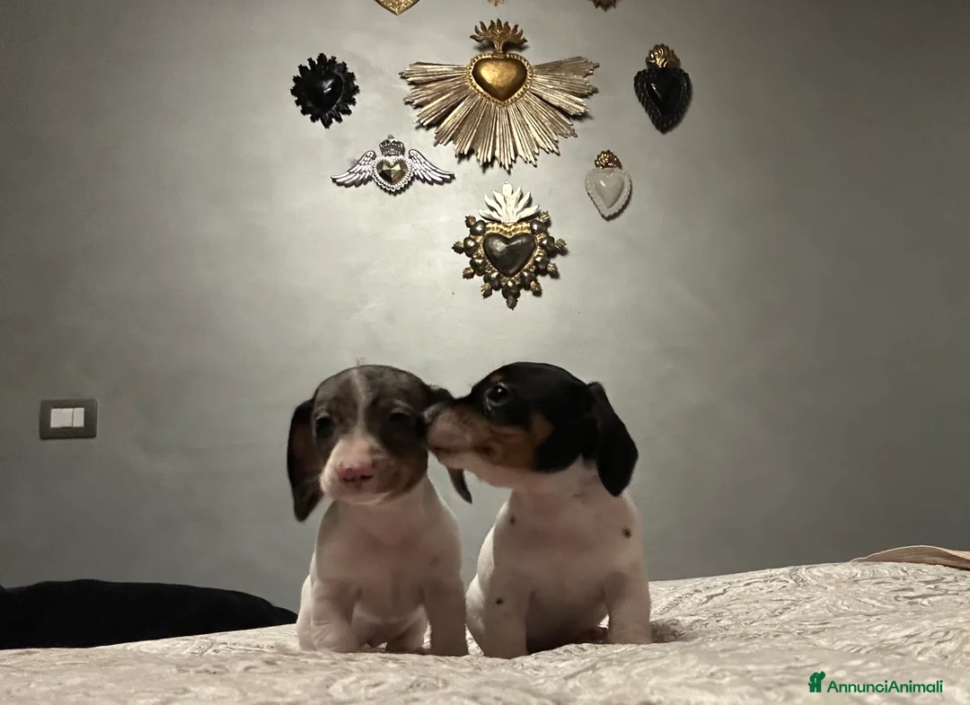 Bassotto cani in vendita: Femmine bassotti piebald - Annuncio 1