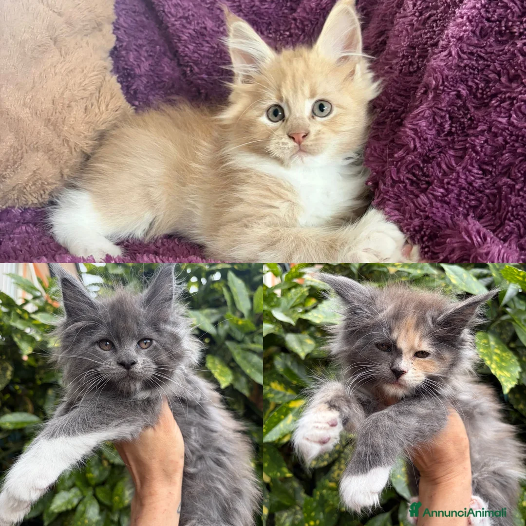 Maine Coon gatti in vendita: Cuccioli Maine coon con pedigree  - Annuncio 2