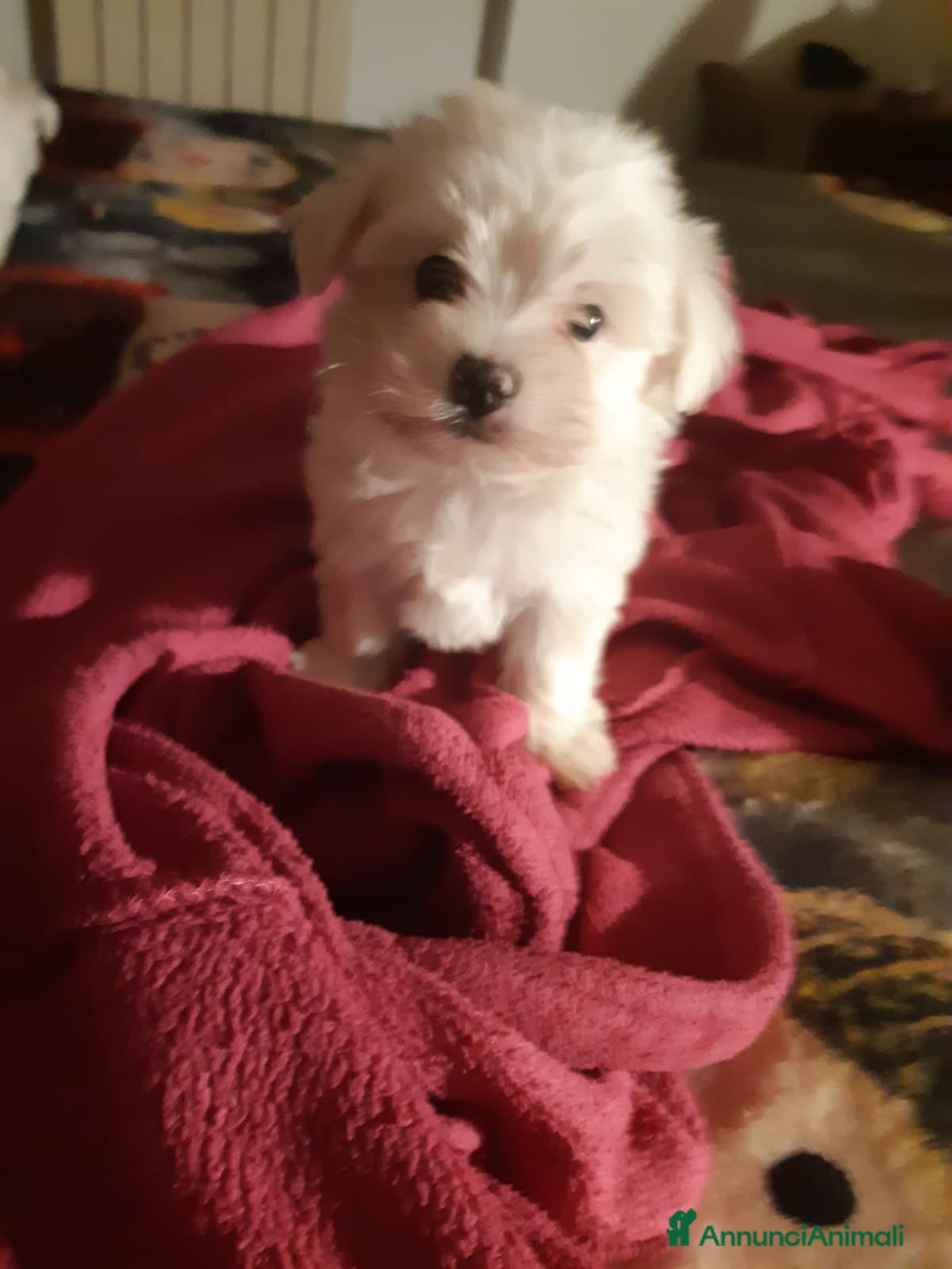 Maltese cani Cucciole Maltese  - Annuncio 3