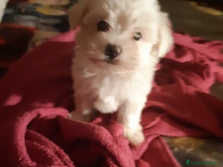 Maltese cani Cucciole Maltese - Annuncio 1