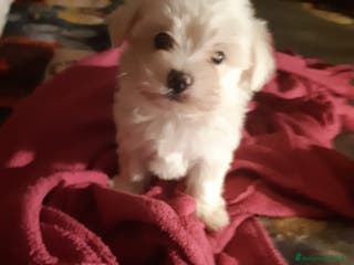 Maltese cani Cucciole Maltese - Annuncio 21