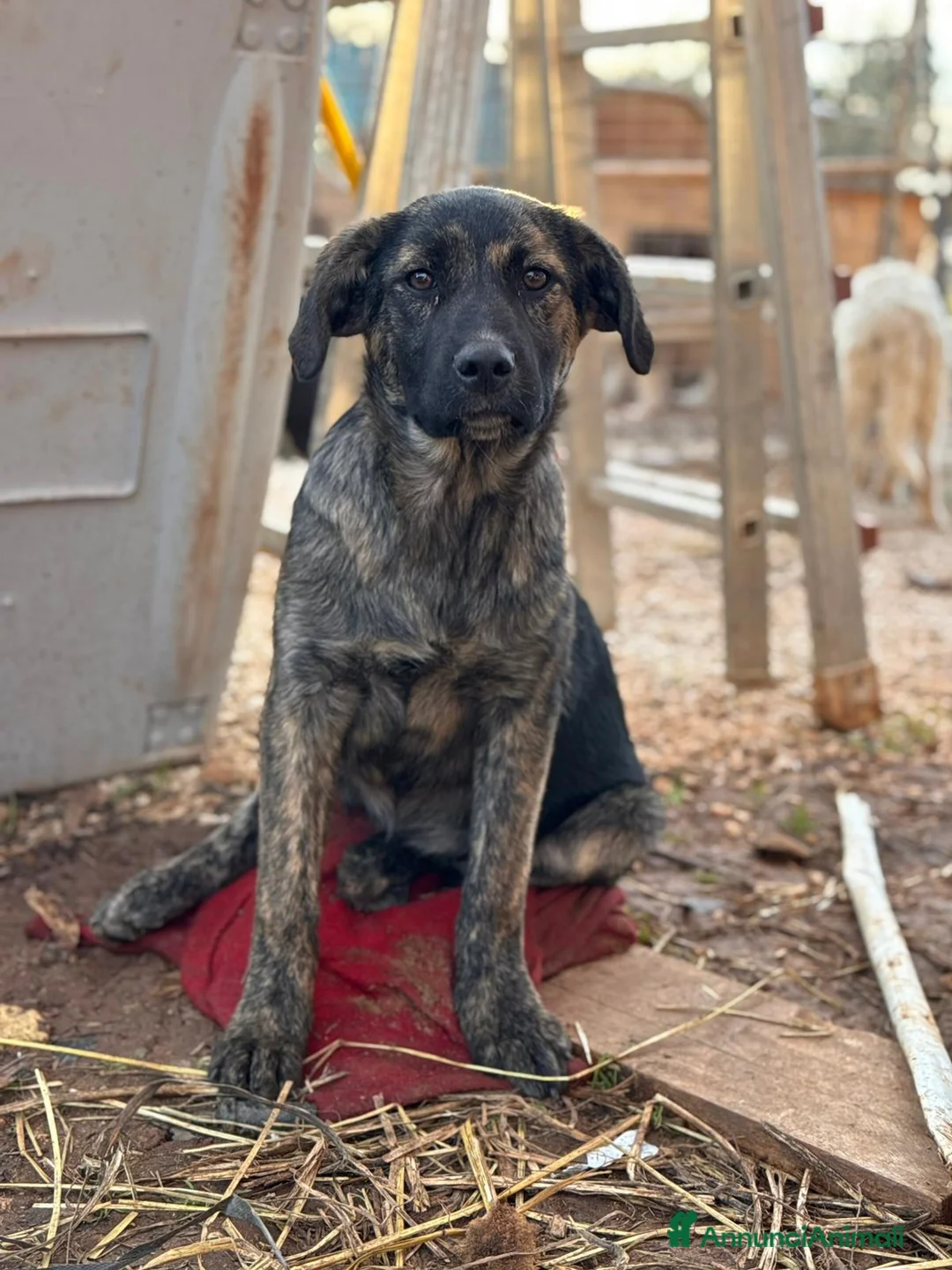Meticcio cani in regalo: GINA, GILDA E GRETA - Annuncio 5