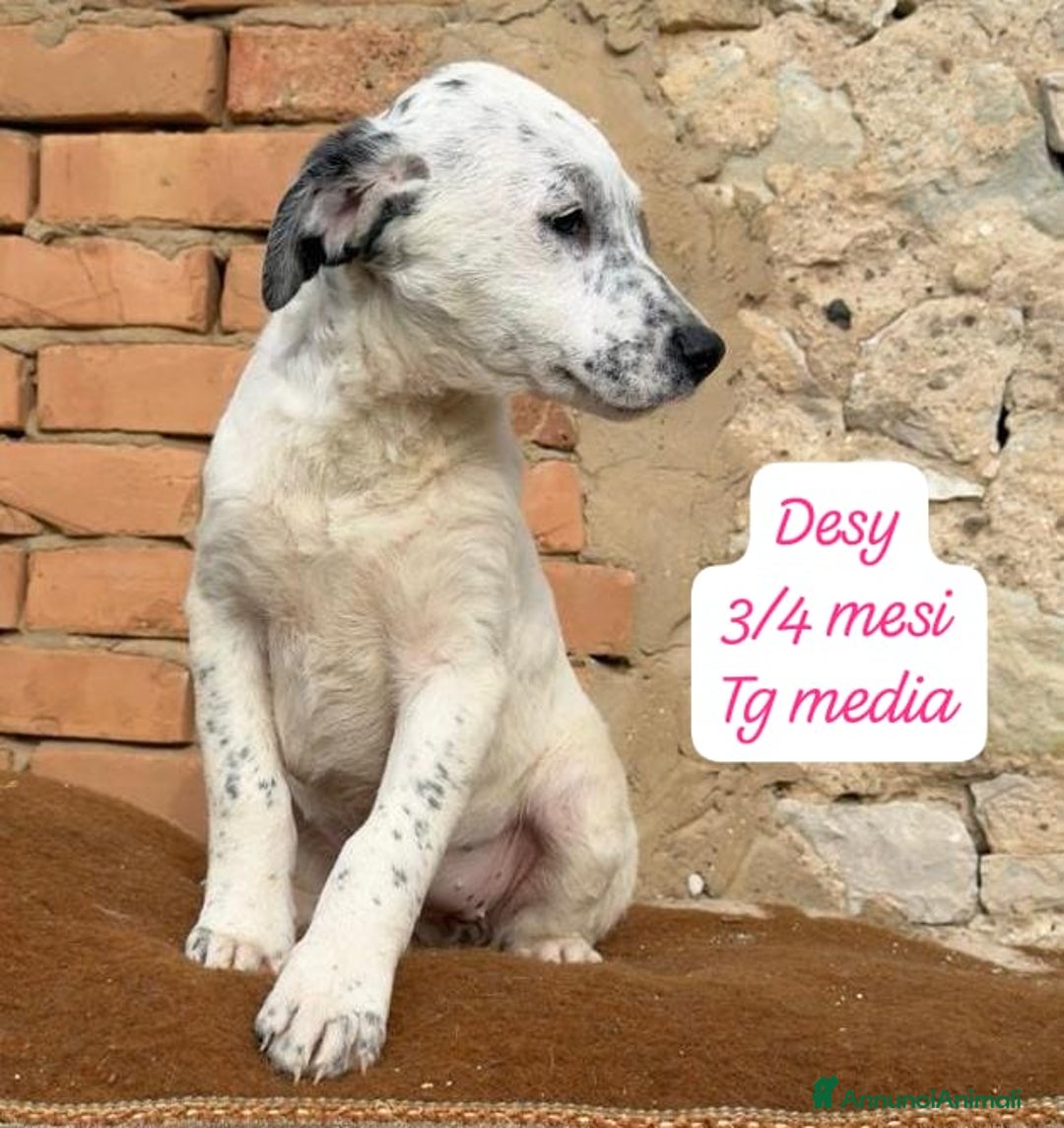 Meticcio cani in regalo: Meticci dimenticati da tutti  - Annuncio 3