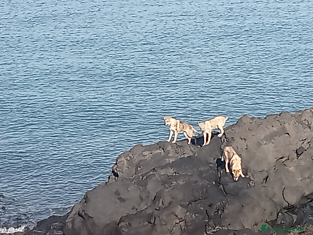 Lupo Cecoslovacco cani in regalo: LUPO CECOSLOVACCO - Annuncio 1