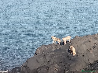 Lupo Cecoslovacco cani LUPO CECOSLOVACCO - Annuncio 1