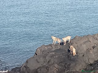 Lupo Cecoslovacco cani LUPO CECOSLOVACCO - Annuncio 28