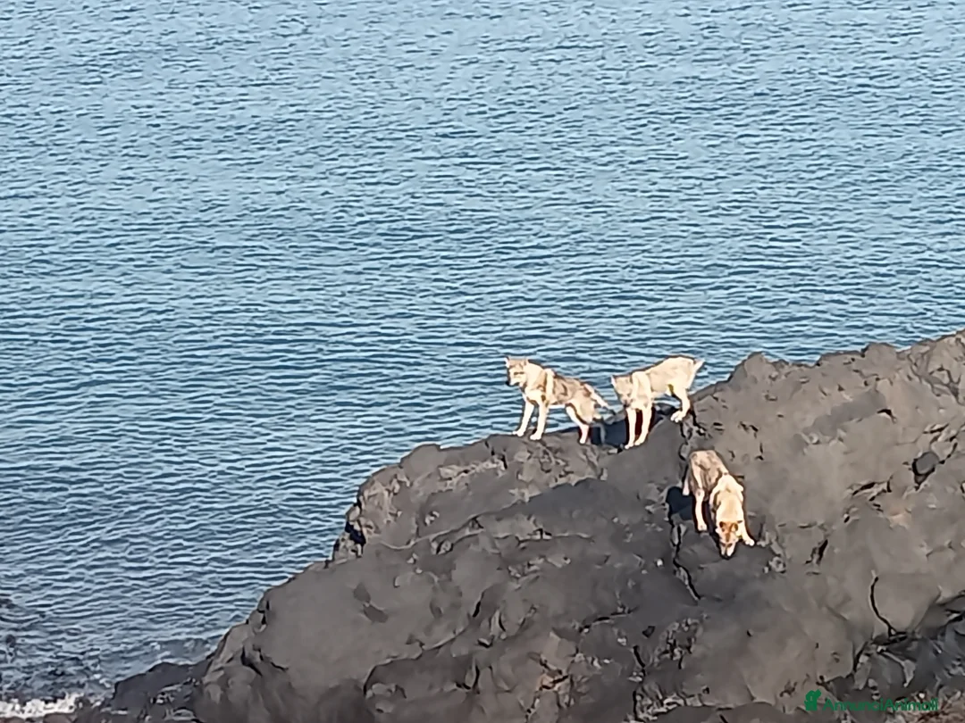Lupo Cecoslovacco cani in regalo: LUPO CECOSLOVACCO - Annuncio 1