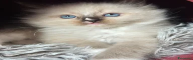 Ragdoll Gattino 3