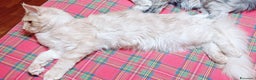 Maine Coon gatti in vendita: Cucciolo Maine Coon pedigree ANFI  - Annuncio 7