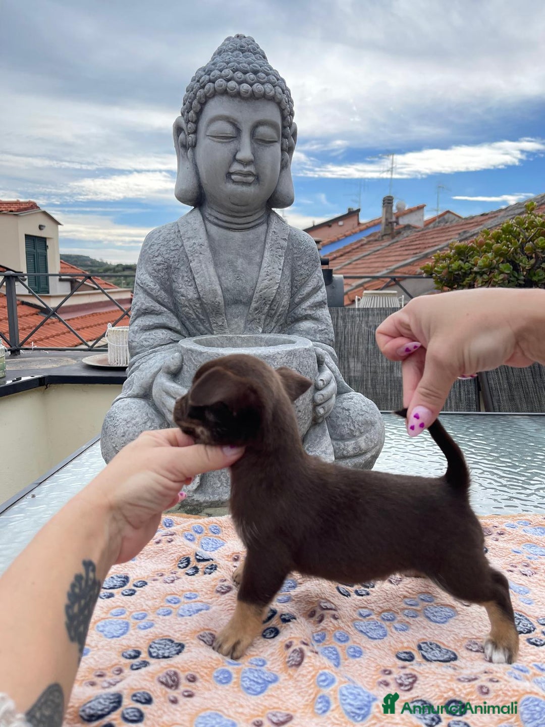 Chihuahua cani in vendita: Chihuahua chocolate Pedigree ENCI - Annuncio 4