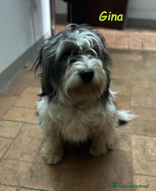 Meticcio cani GINA tanto buona e carina  - Annuncio 3