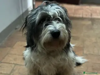 Meticcio cani GINA tanto buona e carina - Annuncio 3
