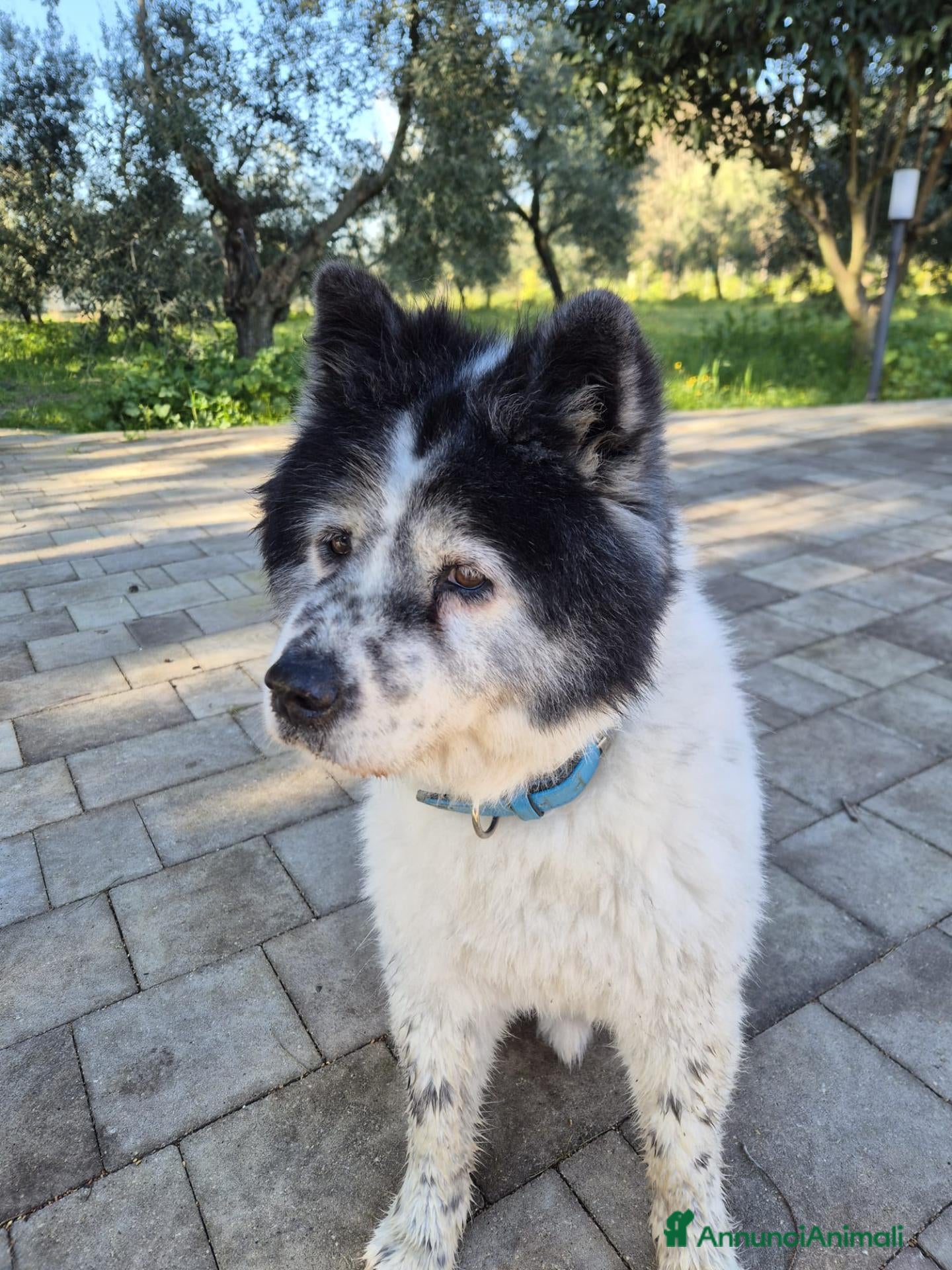 Meticcio cani Sirio, 13 anni: cerca la sua seconda e ultima casa - Annuncio 12
