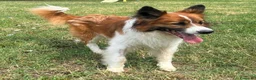 Meticcio cani in regalo: CHARLIE BORDER COLLIE - Annuncio 8