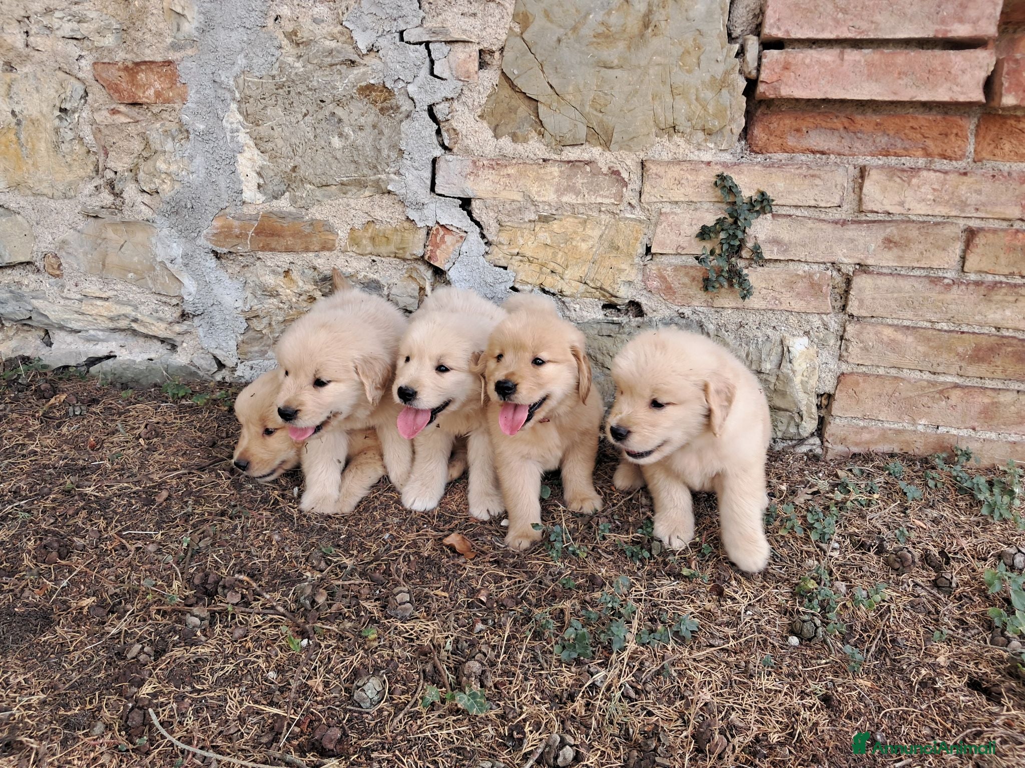 Golden Retriever cani Cuccioli Golden Retriever Americano  - Annuncio 3