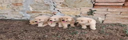 Golden Retriever cani in vendita: Cuccioli Golden Retriever Americano  - Annuncio 1