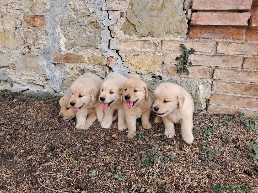 Golden Retriever cani in vendita: Cuccioli Golden Retriever Americano  - Annuncio 1