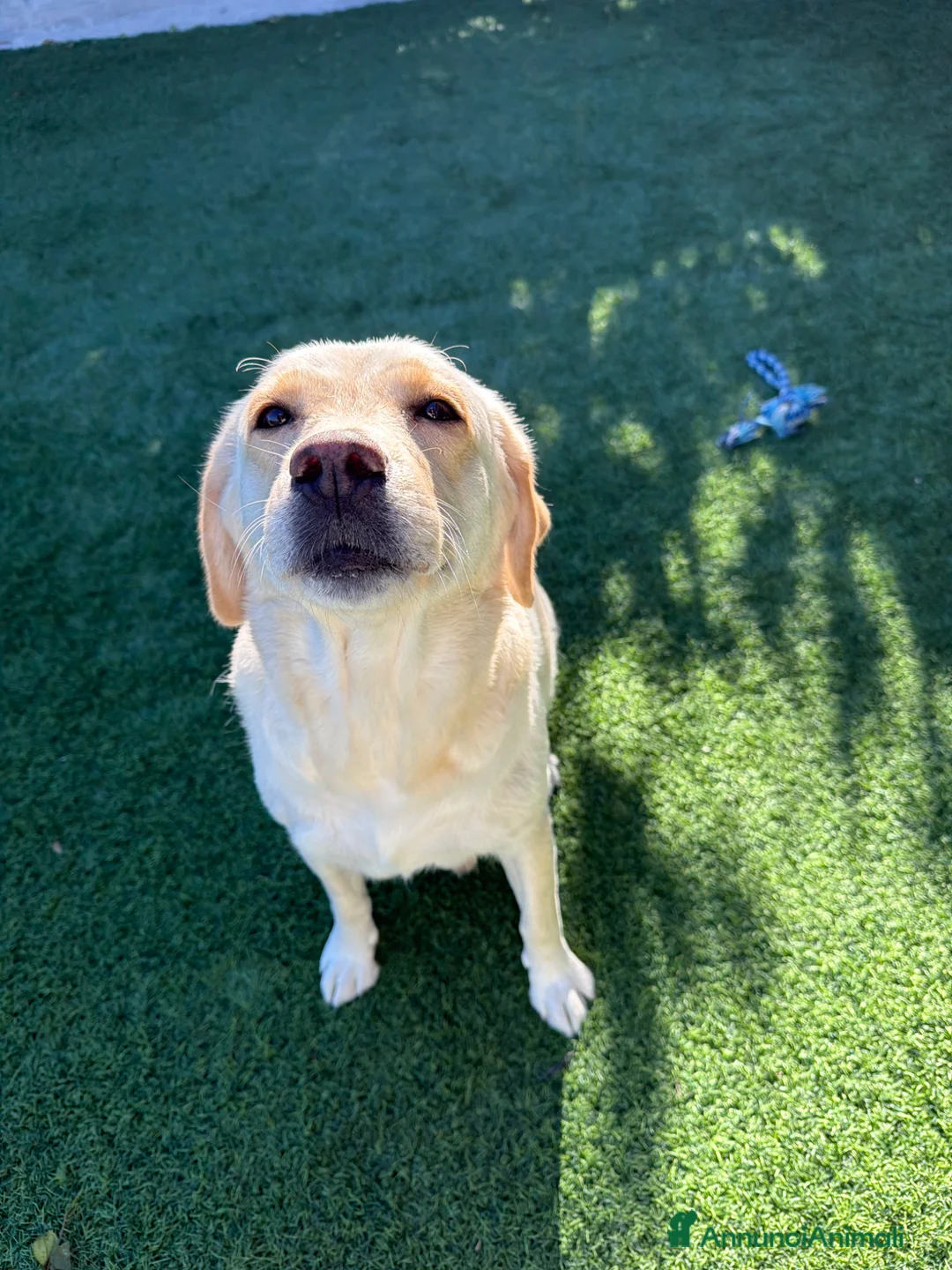 Labrador cani in vendita: Cuccioli Labrador Retriever con pedigree a Provincia di Pisa - Annuncio 1