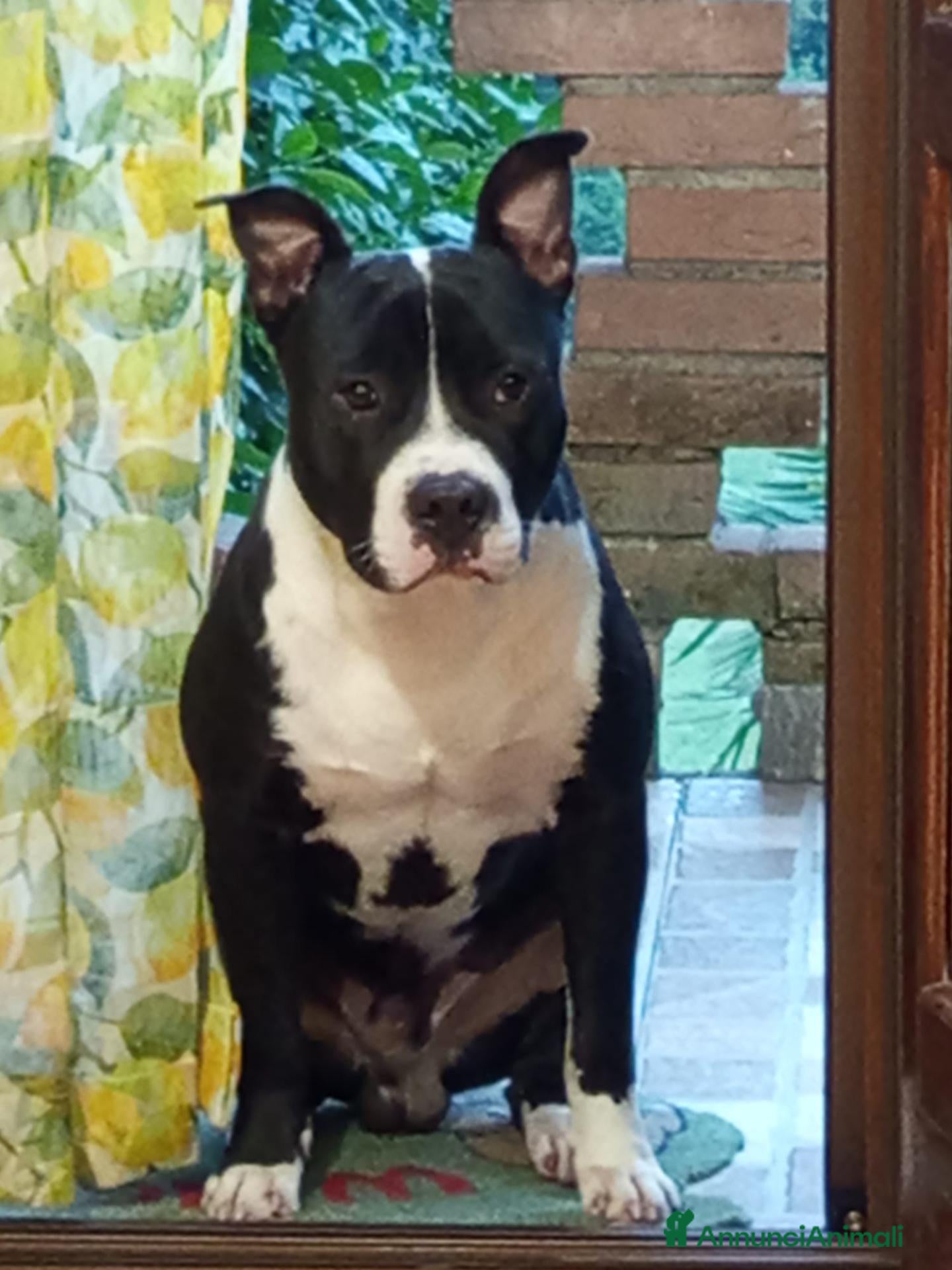 American Staffordshire cani Cucciolone Amstaff  - Annuncio 2