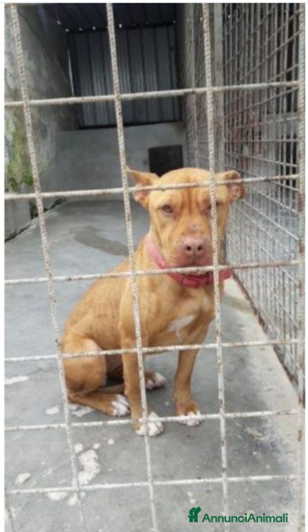 Pitbull cani in regalo: Pitbull Red Nose giovane buona in canile PUGLIA  a Città Metropolitana di Milano - Annuncio 7