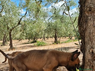 Pastore Belga cani Cuccioli Pastore Belga Malinois Napoli Caserta - Annuncio 29
