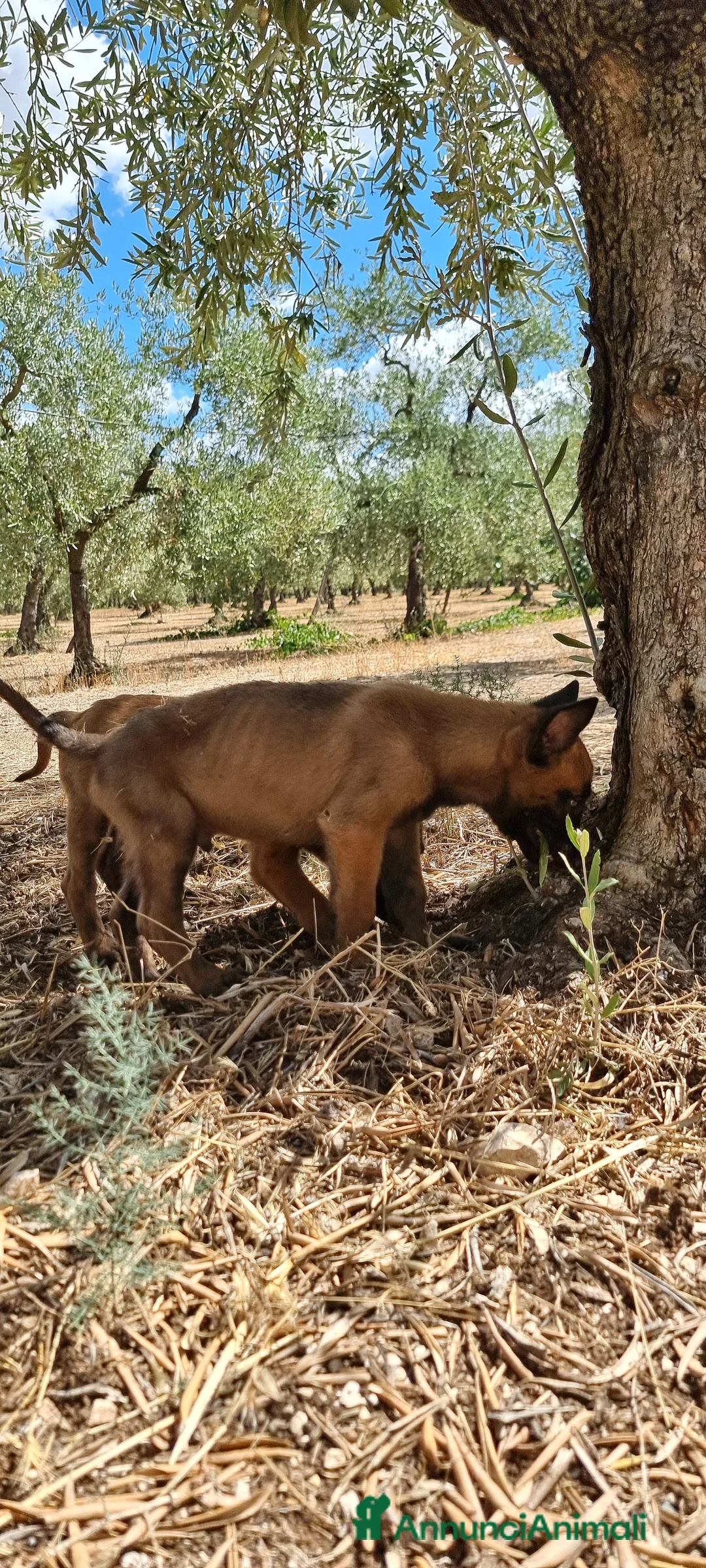 Pastore Belga cani in vendita: Cuccioli Pastore Belga Malinois Napoli Caserta - Annuncio 1