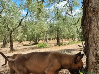 Pastore Belga cani Cuccioli Pastore Belga Malinois Napoli Caserta - Annuncio 27