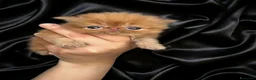 Persiano gatti in vendita: Gatti Persiani e Exotic Shorthair  - Annuncio 5