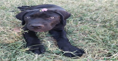 Cane Corso cani a Città Metropolitana di Bologna - Annuncio 8