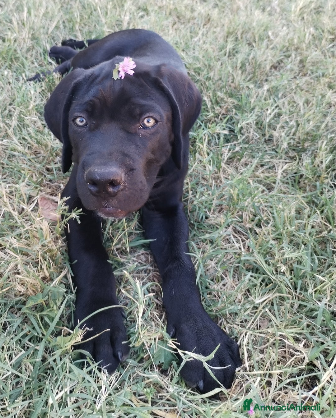 Cane Corso cani in vendita: Cuccioli maschi Cane Corso  a Città Metropolitana di Bologna - Immagine 3
