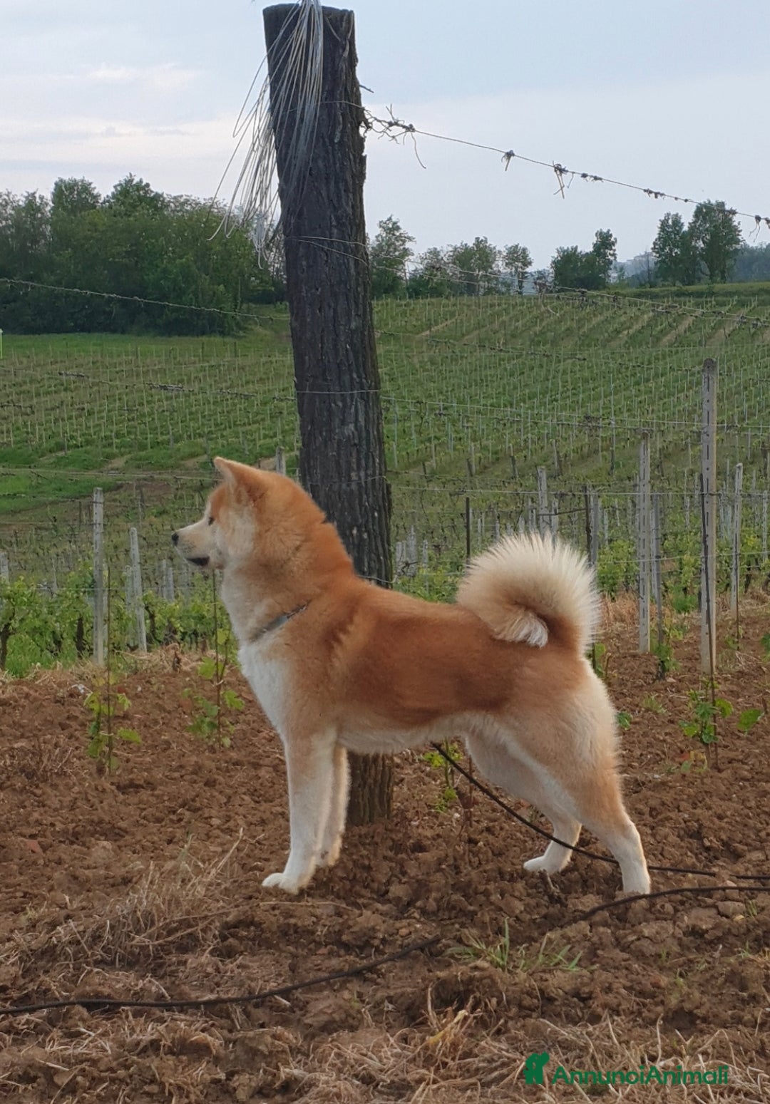 Akita Inu cani in vendita: Cuccioli Akita Inu  - Annuncio 4
