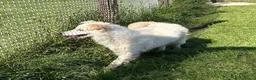Meticcio cani in regalo: Molly,  un raggio di sole in canile  - Annuncio 6