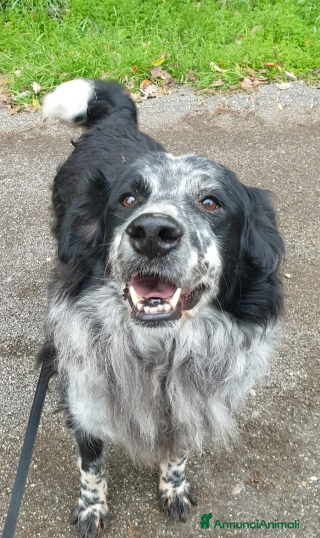 Meticcio cani in regalo: 2fratelli classe 2012, x 10anni in 1lager.ROMA a Città metropolitana di Milano - Annuncio 6