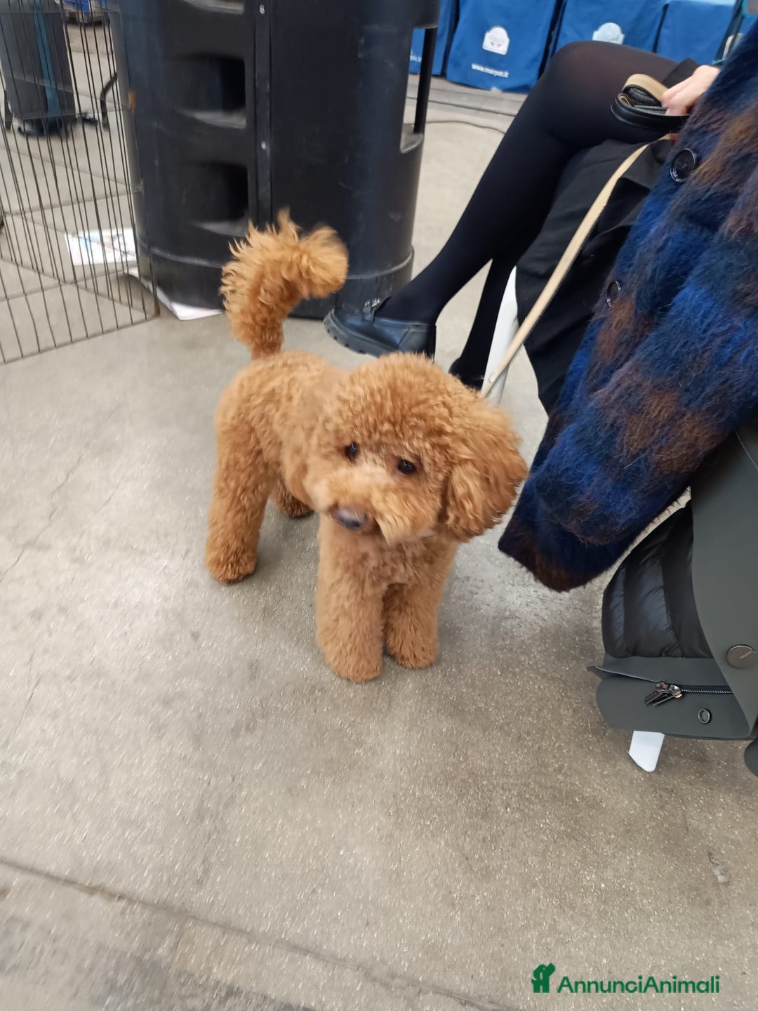 Barboncino cani per accoppiamento: Barboncino Nano per accoppiamento  - Annuncio 6