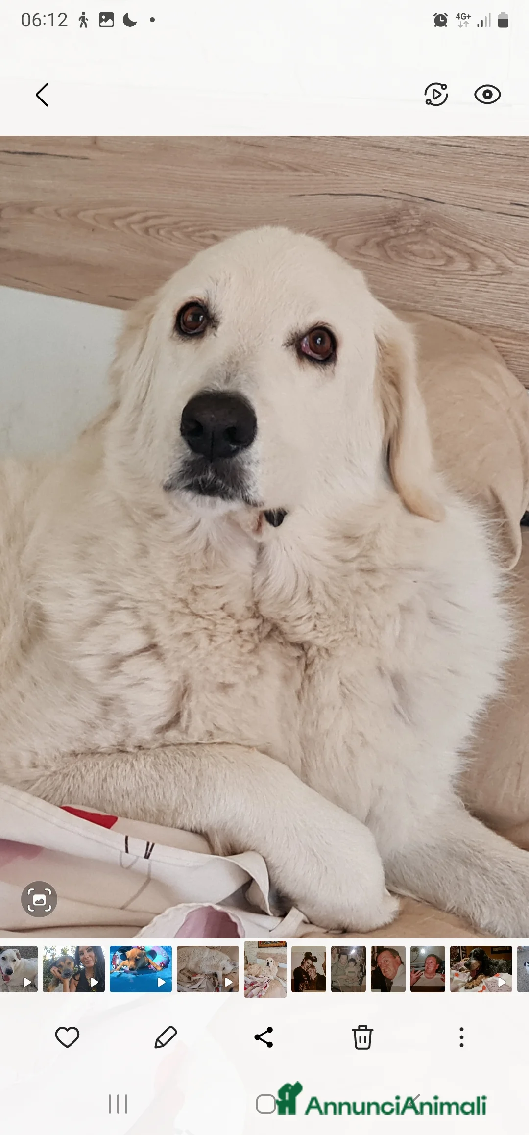 Pastore Maremmano cani in regalo: ZAMPALUNA CUCCIOLONA DOLCISSIMA - Annuncio 2