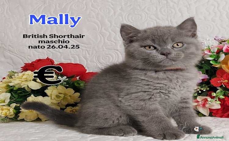 British gatti a Provincia di Pavia - Annuncio 6