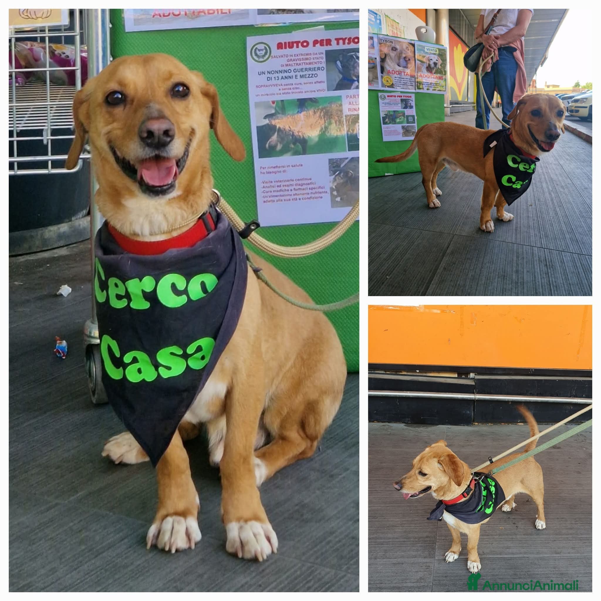 Meticcio cani Mignolo, super coccolone, cerca famiglia - Annuncio 1