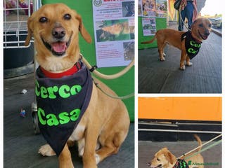 Meticcio cani Mignolo, super coccolone, cerca famiglia - Annuncio 1