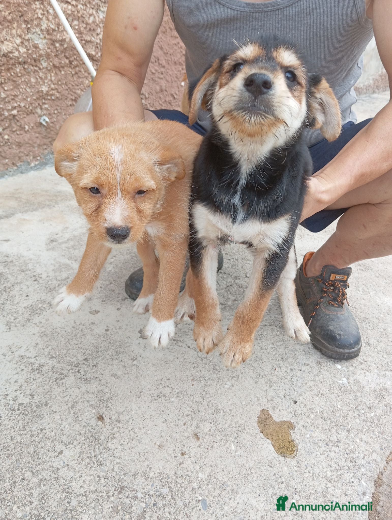 Meticcio cani Cuccioli in adozione – Goito (MN) - Annuncio 31
