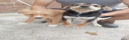 Meticcio cani in vendita: Cuccioli in adozione – Goito (MN) - Annuncio 1