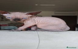 Sphynx gatti in vendita: Gatto spynx maschio a Città metropolitana di Milano - Immagine 3