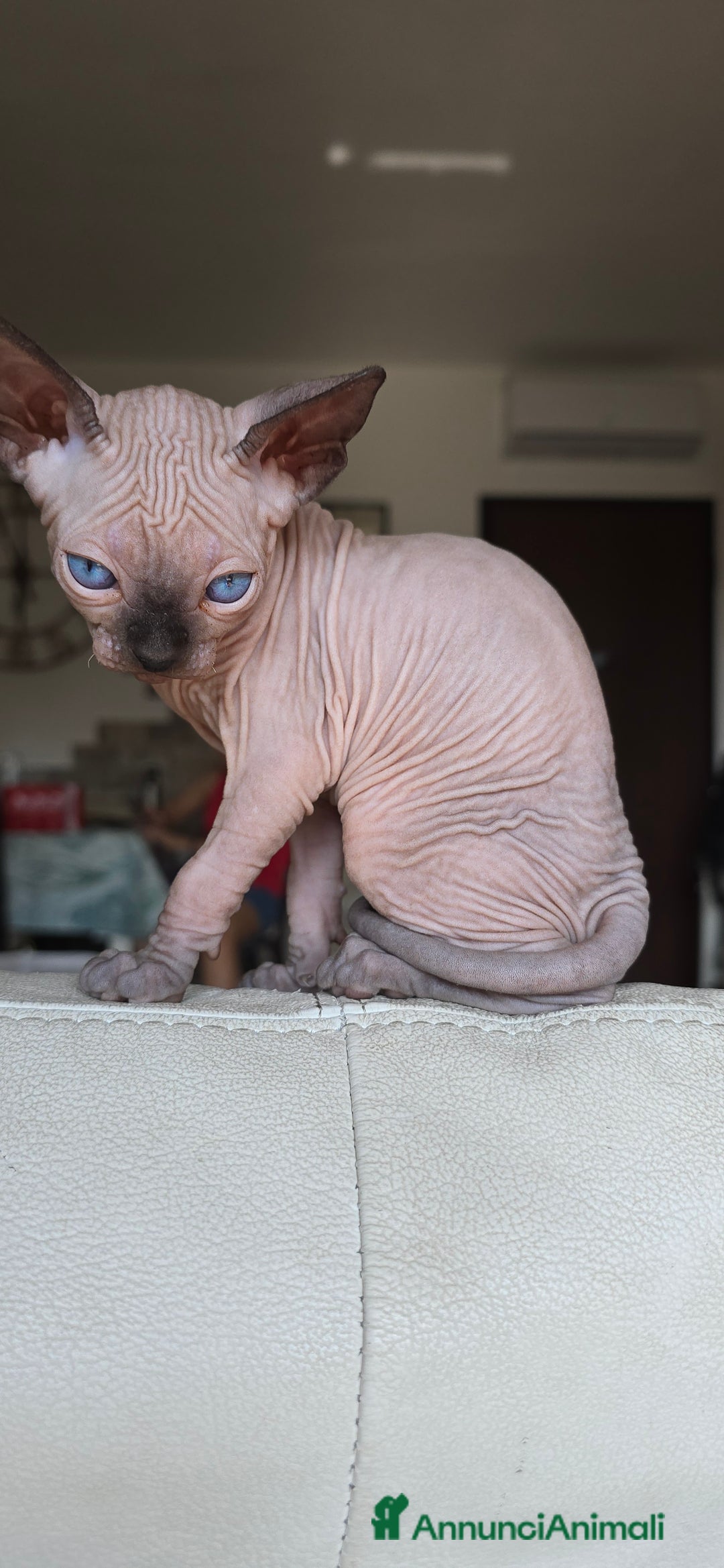Sphynx gatti in vendita: Gatto spynx maschio a Città metropolitana di Milano - Immagine 3
