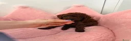 Barboncino Toy cani in vendita: Cuccioli di Barboncino Toy Teddy - Annuncio 10