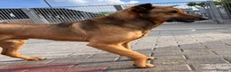Meticcio cani in regalo: ULISSE TIMIDONE - Annuncio 9