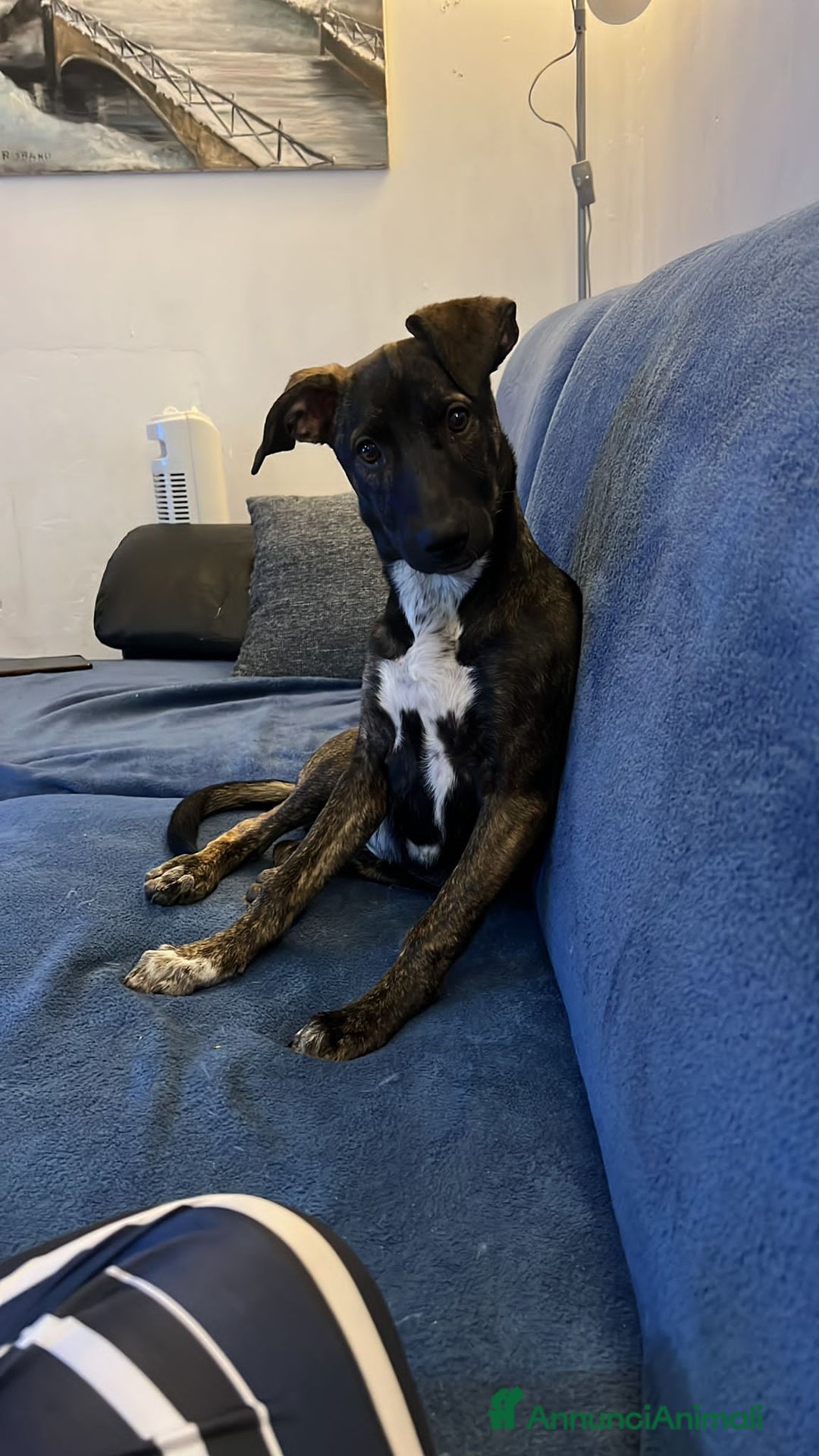 Altre razze cani in regalo: poky  - Annuncio 3