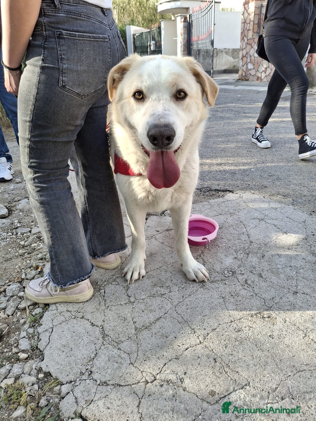 Meticcio cani in regalo: Nuage: cucciolona taglia media socievole  a Città Metropolitana di Genova - Annuncio 21