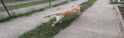 Labrador cani in regalo: CERCASI NUOVA FAMIGLIA PER LOVE - Annuncio 7