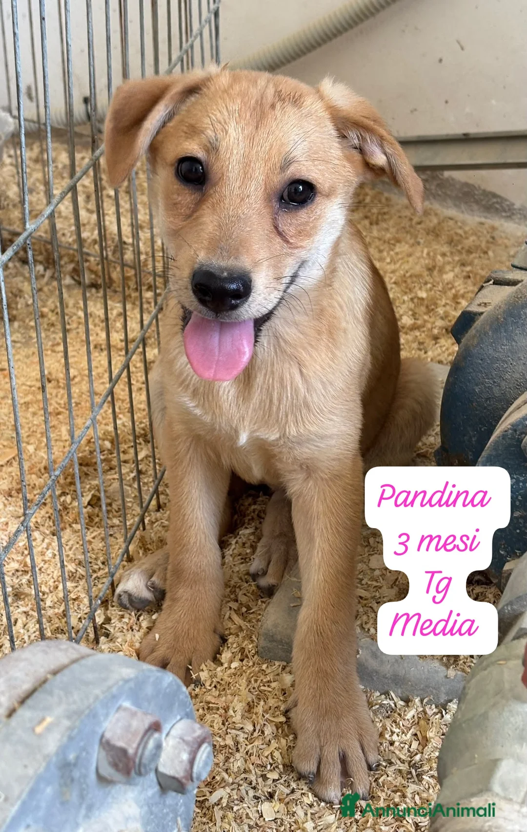 Meticcio cani in regalo: Bellissimi cuccioli in rifugio  a Città Metropolitana di Bologna - Annuncio 2