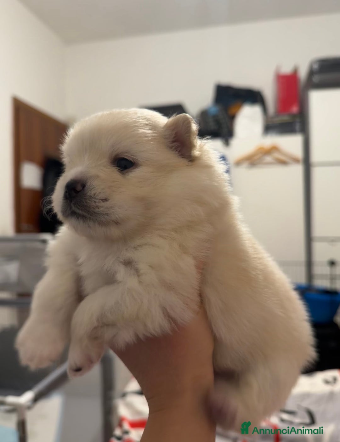 Volpino Pomerania cani in vendita: Volpini - Annuncio 5