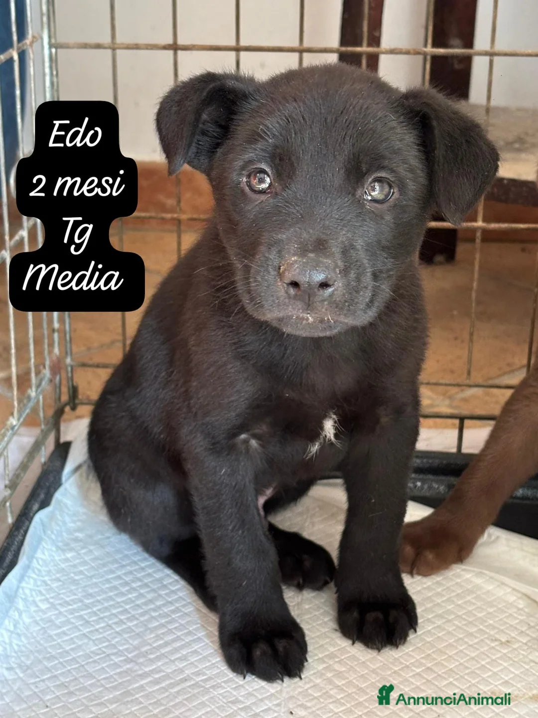 Meticcio cani in regalo: Tanti bellissimi cuccioli da salvare  - Annuncio 7